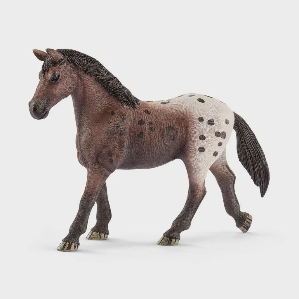 Appaloosa Mare 13861