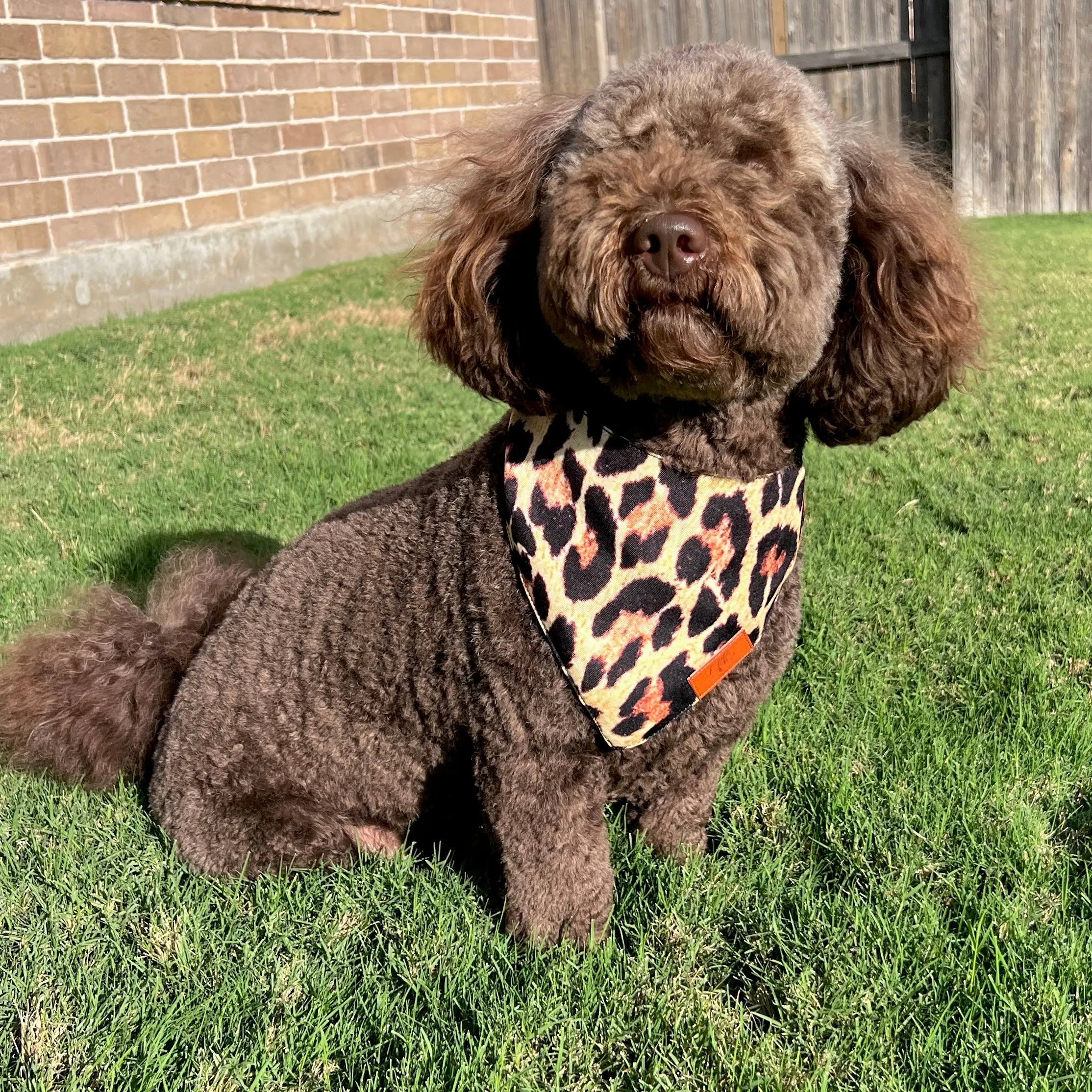 Leopard Fancy Band-Anas For Pets